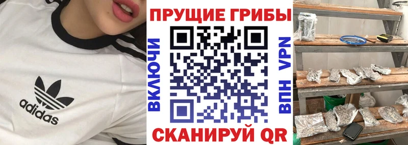 Псилоцибиновые грибы Psilocybe как найти закладки Ступино